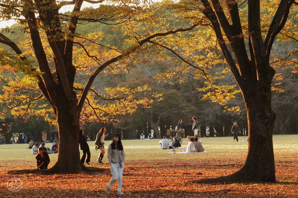 公園の秋　５