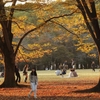 公園の秋　５