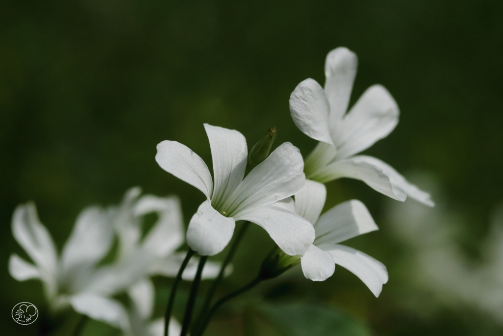 足元の花　８