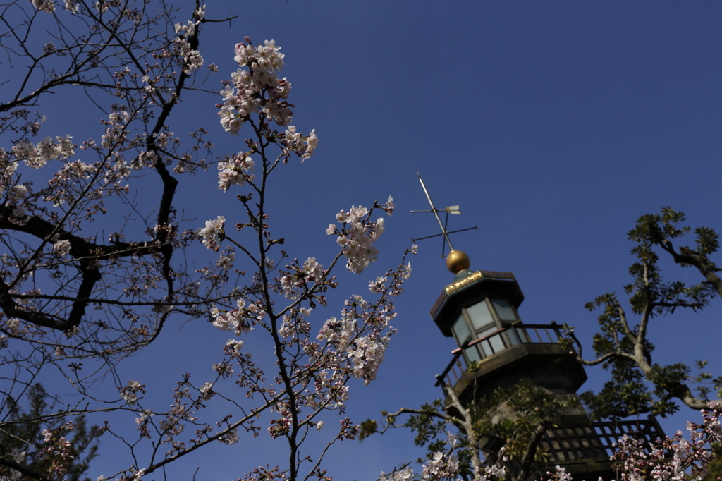 三分咲きでも桜は桜