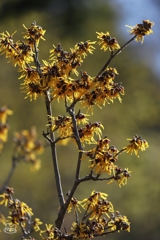 にぎやかに咲く