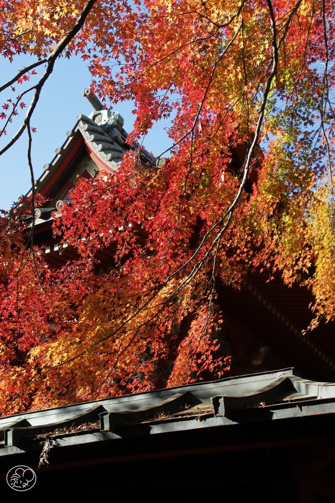 高尾山の紅葉