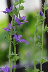 道端の花　１