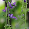 道端の花　１