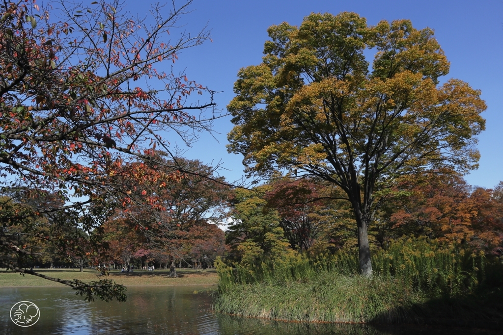 晩秋公園　４