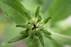 溜めこむエネルギー