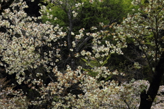 桜に緑－４
