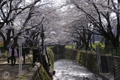 引地川千本桜　１