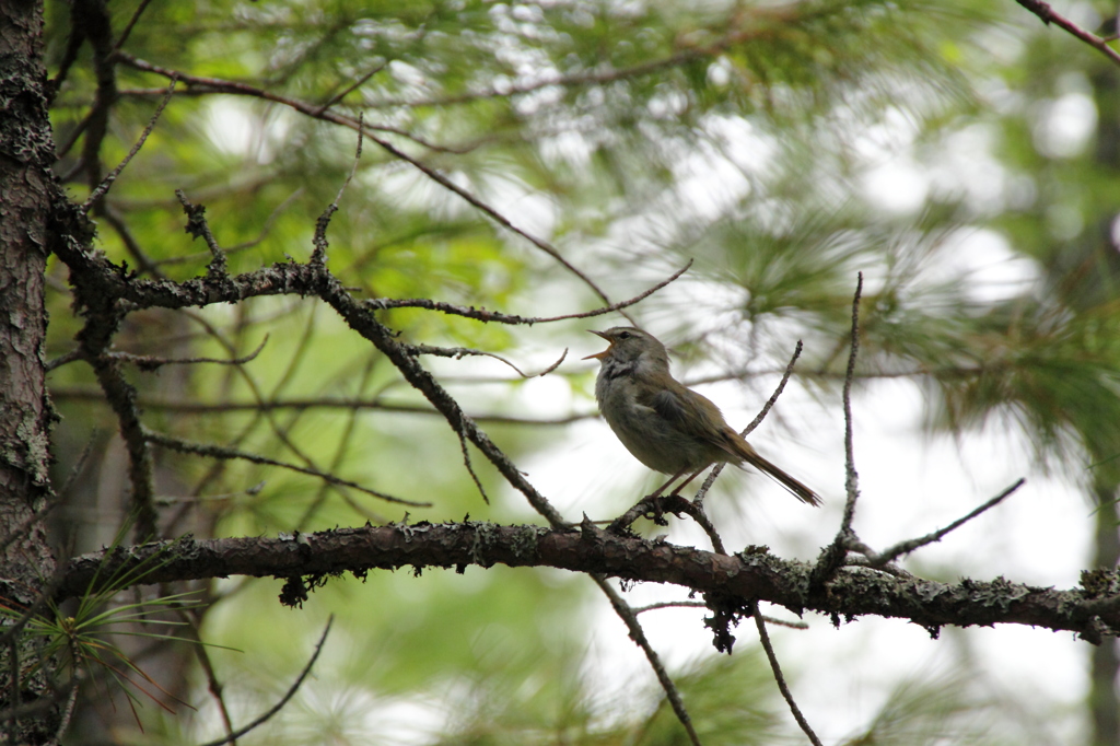 樹間に鳴く