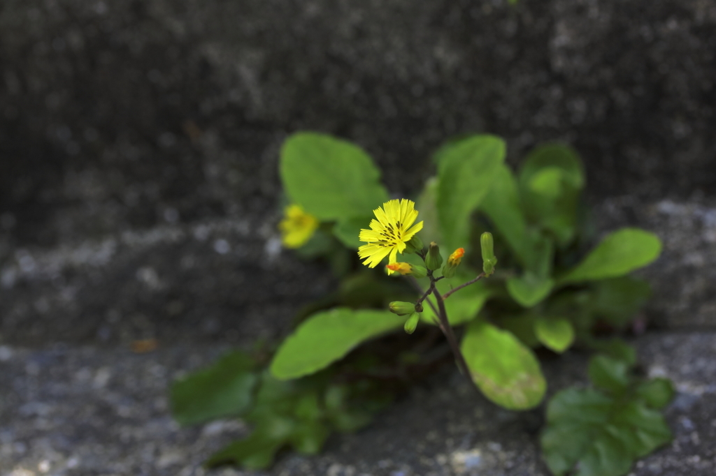 小さなオニの花