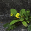 小さなオニの花