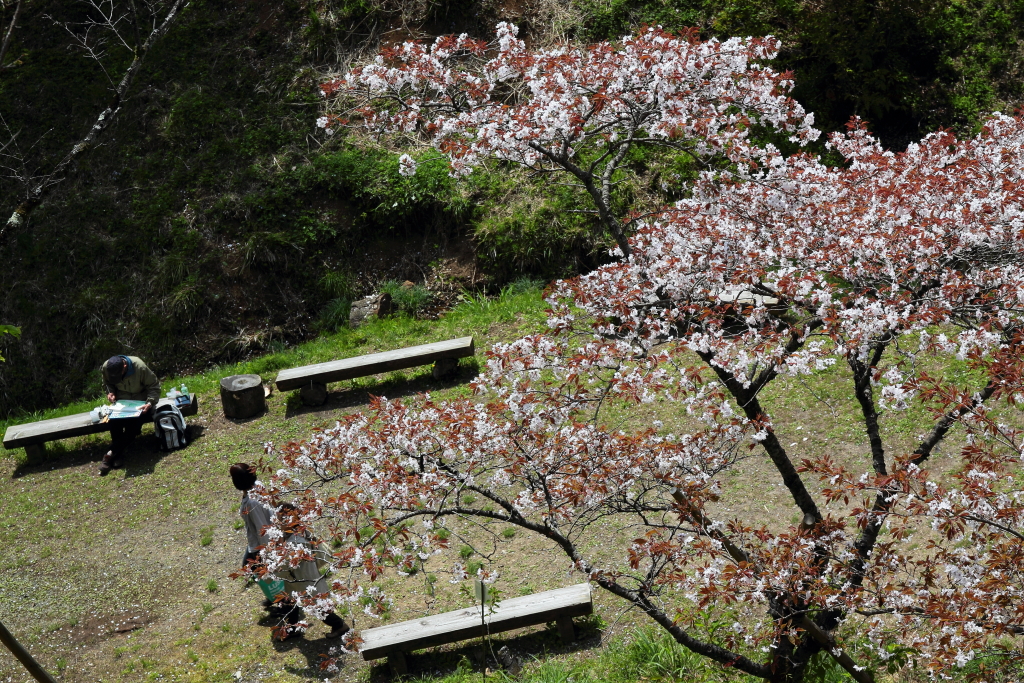 桜に緑－５