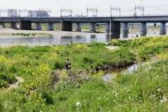 河原は菜の花盛り －１