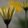 冬の華　２