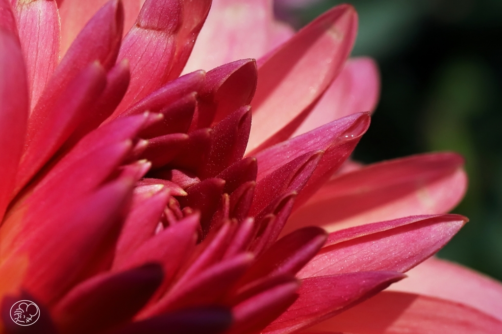 舌花