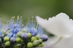 マクロで初夏の花 －８