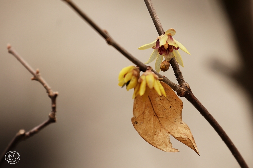 冬の花色
