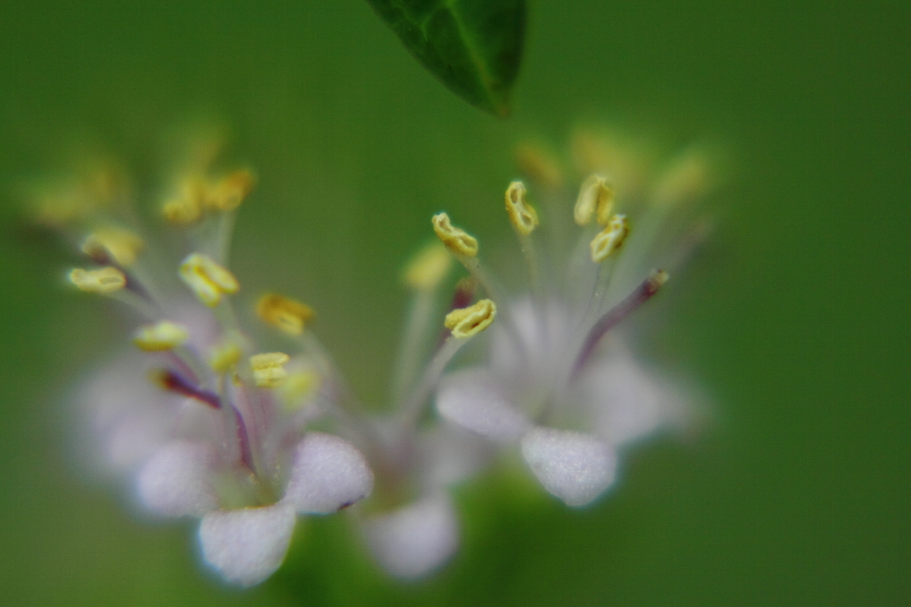 Petite Fleur