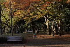 公園を走る