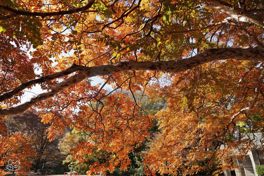 公園の紅葉　６