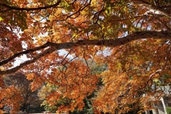 公園の紅葉　６