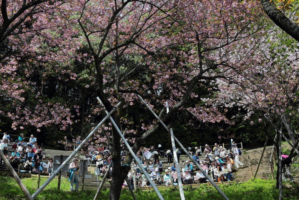 桜に緑－６