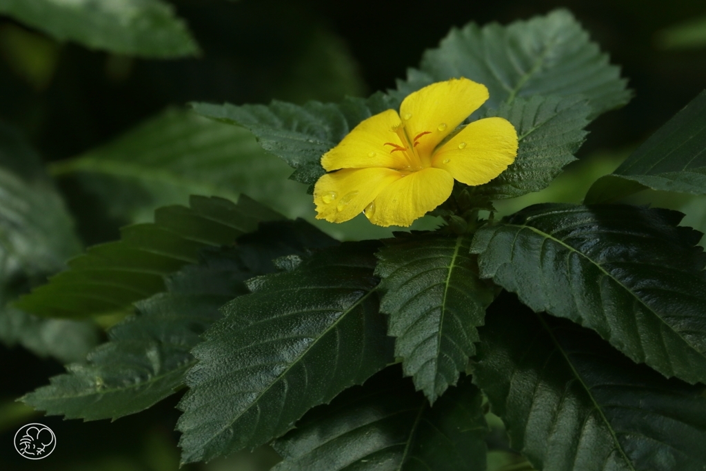 温室の花