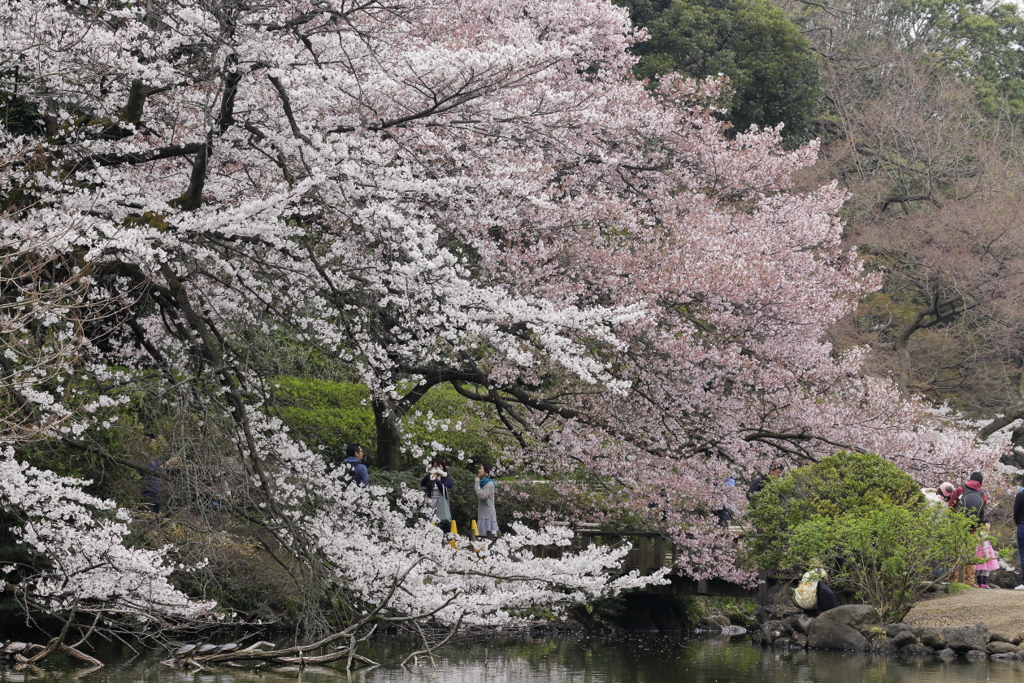 御苑の桜　１