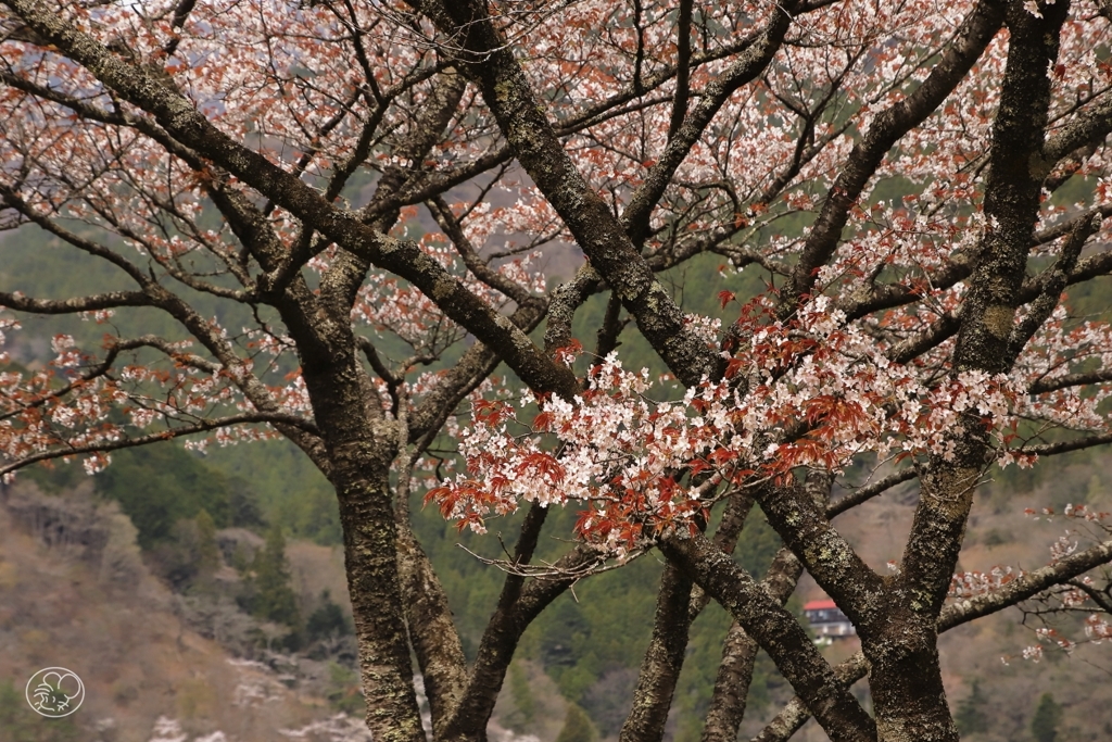 奥多摩湖の桜　５