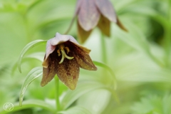 恋の花