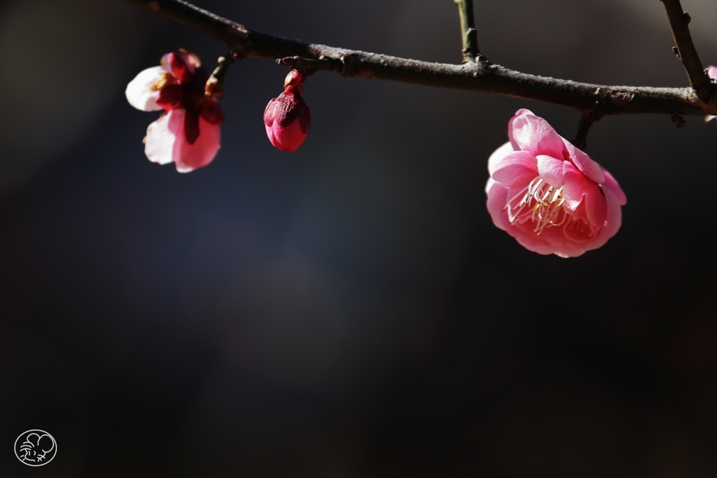 春染めの花
