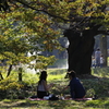 木陰の日曜日