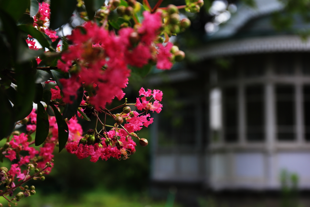 百日紅
