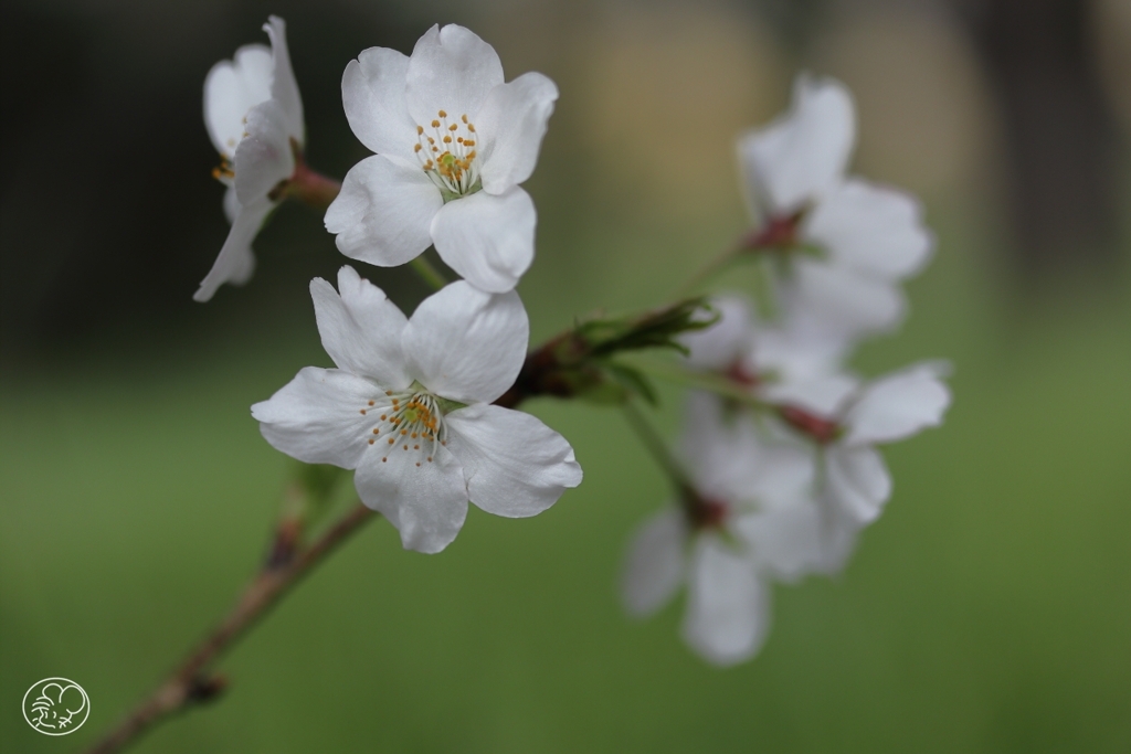 今年の桜　３