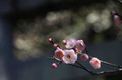 香り漂わせ