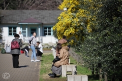 公園の春