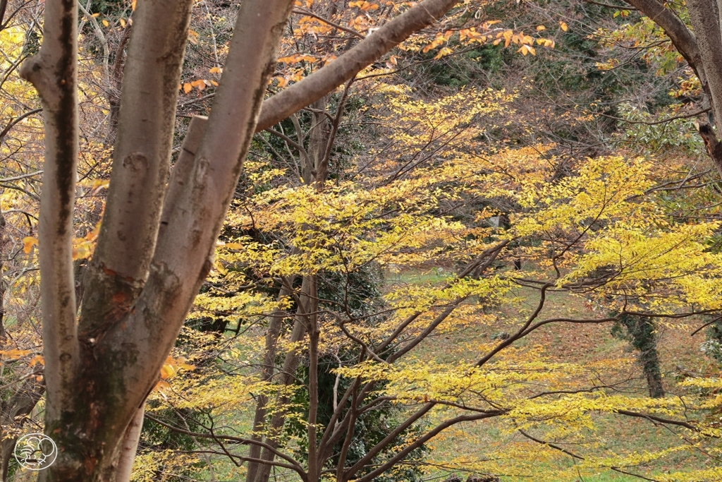 公園の森