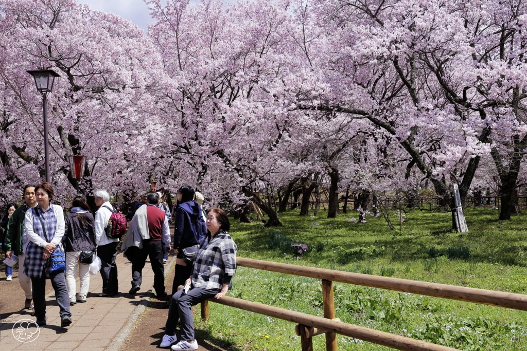 高遠の桜 －７