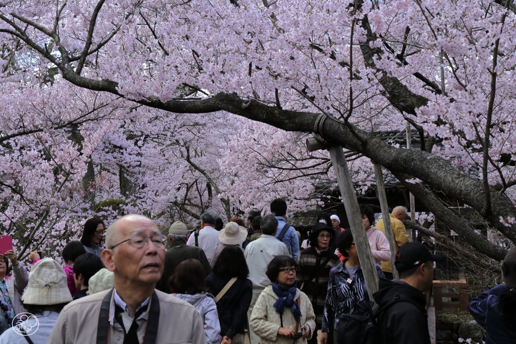 高遠の桜 －３