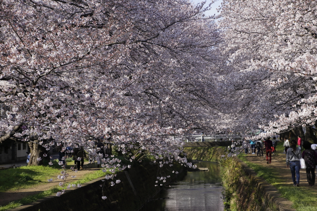 桜盛り