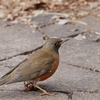 公園を歩くアカハラ