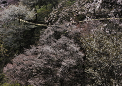 楽し春