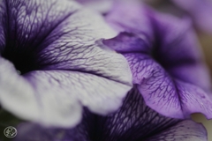 マクロで初夏の花 －６