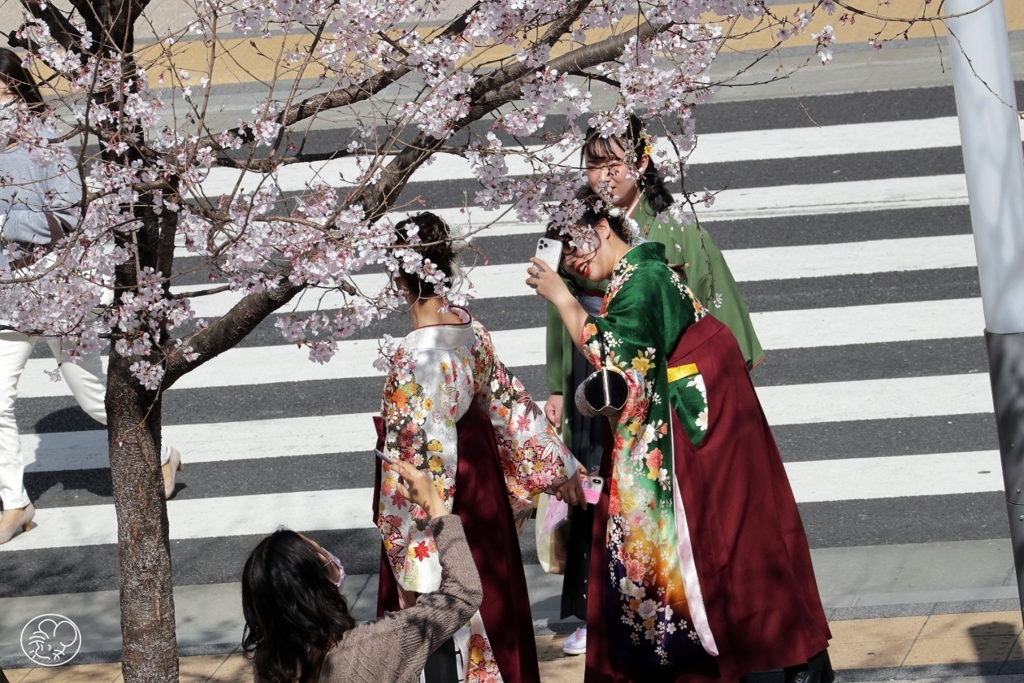 桜咲く日に