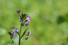 野に咲く花