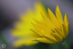 オステオスペルマム－２