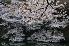 水親しむ桜枝