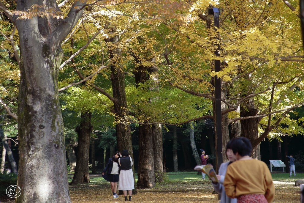 公園の秋を楽しむ