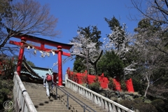 飯縄権現社の桜