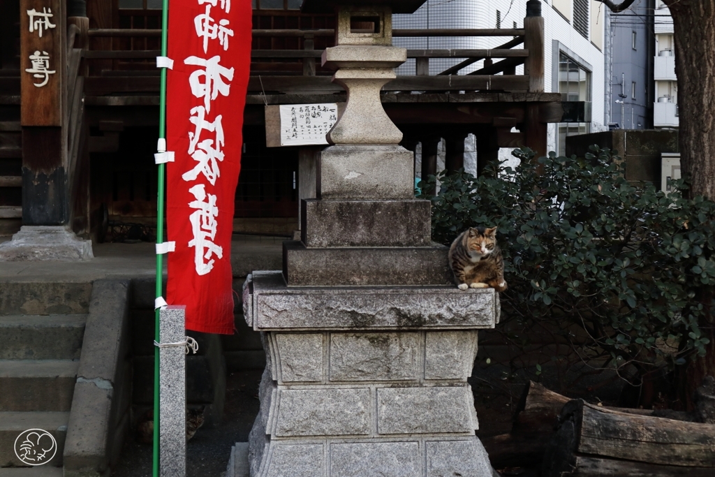 寺猫　１